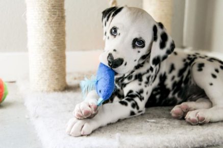 chiot avec un coeur