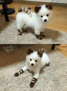 avec des chaussettes
