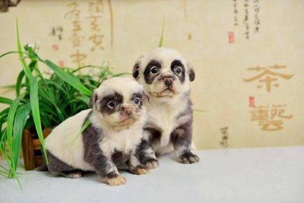 pandas