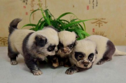 pandochki