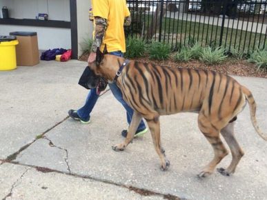 tigre
