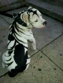 pit-bull à rayures zébrées