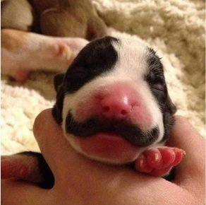 chiot moustachu