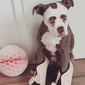 le chien le plus triste