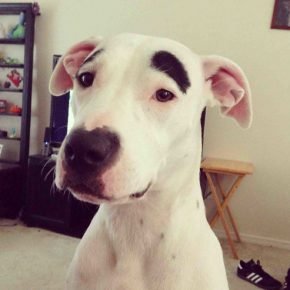 sourcils