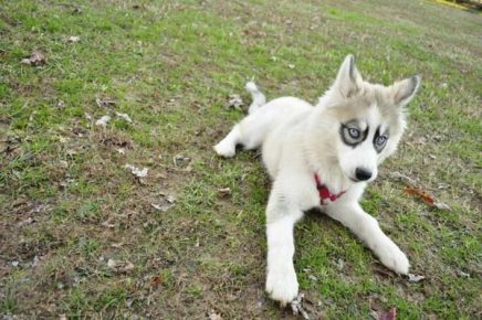 husky dans des verres