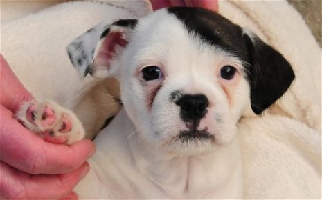 Un chiot ressemblant à Hitler
