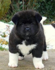 Ours en peluche chiot