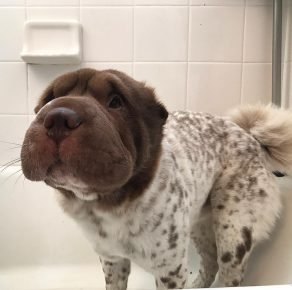 tête de sharpei