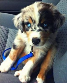 un mélange de husky et de golden retriever