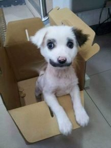 surprise moustachue