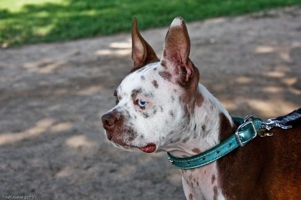 taches de rousseur sur un chien