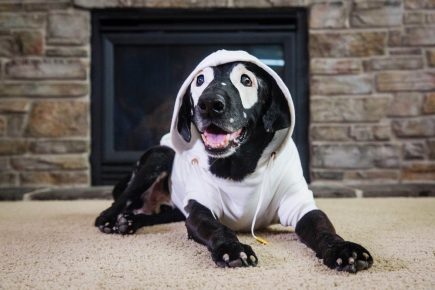 chien à lunettes
