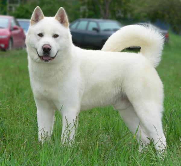 Couleurs Akita Inu: photo avec description
