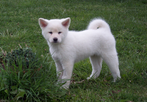 Couleurs Akita Inu: photo avec description