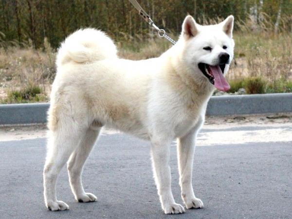 Couleurs Akita Inu: photo avec description
