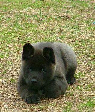 Couleurs Akita Inu: photo avec description