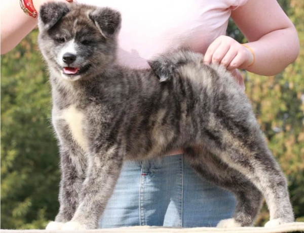 Couleurs Akita Inu: photo avec description
