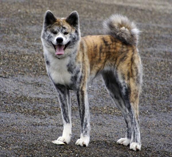 Couleurs Akita Inu: photo avec description