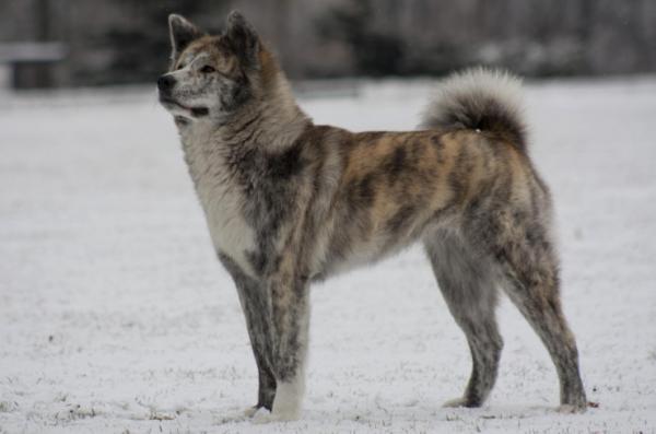 Couleurs Akita Inu: photo avec description