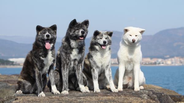 Couleurs Akita Inu: photo avec description