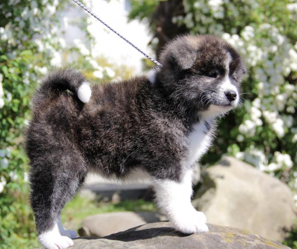 Couleurs Akita Inu: photo avec description