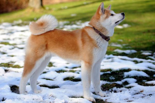 Couleurs Akita Inu: photo avec description