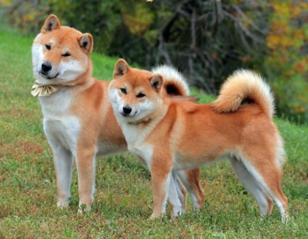 Couleurs Akita Inu: photo avec description