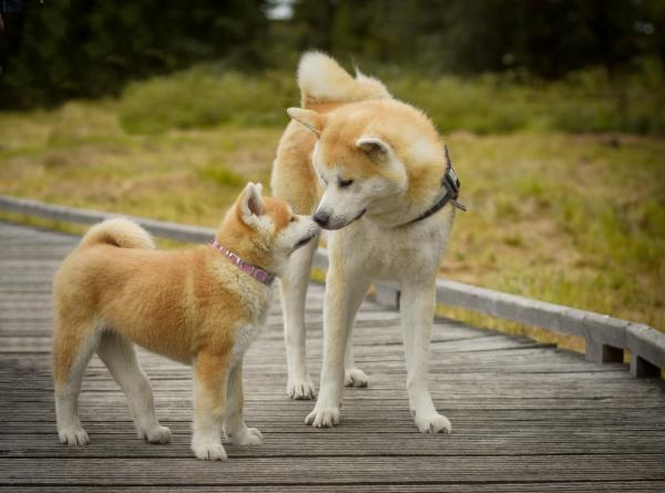 Couleurs Akita Inu: photo avec description