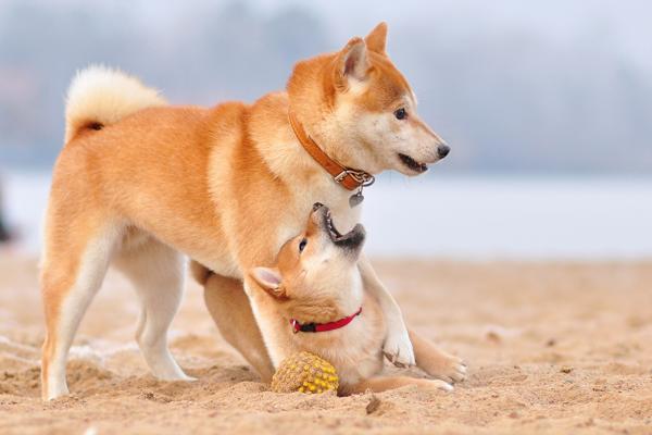 Couleurs Akita Inu: photo avec description