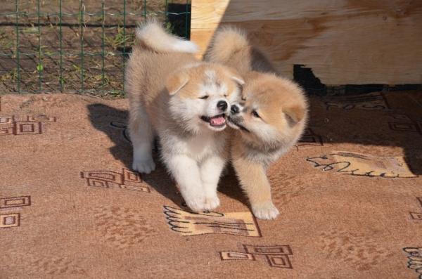 Couleurs Akita Inu: photo avec description