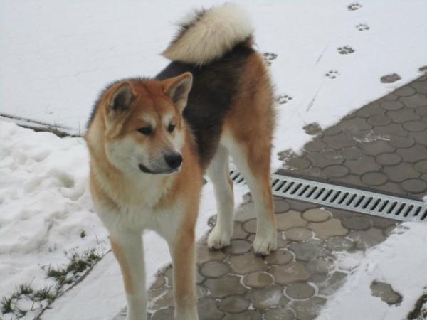 Couleurs Akita Inu: photo avec description
