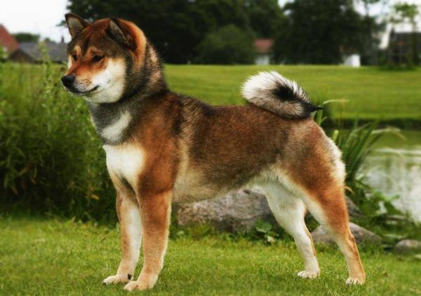 Couleurs Akita Inu: photo avec description