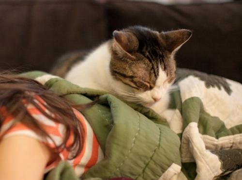 Pourquoi un chat dort-il sur une personne
