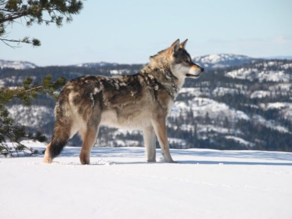 Pourquoi le chien mue-t-il en hiver? Nous révélons les raisons