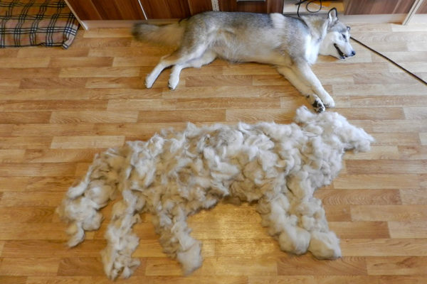 Le chien mue en hiver. Nous révélons les raisons.
