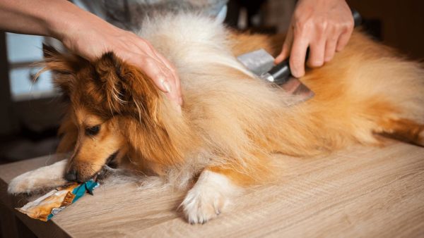 Pourquoi un chien mue en hiver lit-il l'article