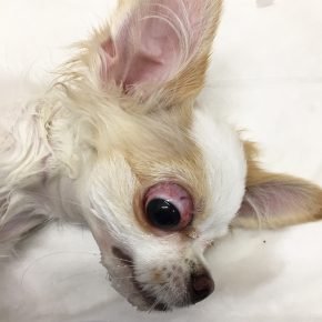 Perte du globe oculaire chez un chien