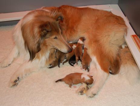Elevage de chiens - Problèmes de naissance