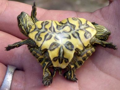 Tortues jumelles siamoises
