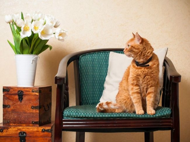 Les chats rouges apportent joie et bonheur à leurs propriétaires