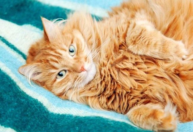 Chez les chats sibériens, la couleur rouge est rare, mais si vous avez eu la chance de trouver un tel chaton, considérez que beaucoup de bonheur est arrivé chez vous
