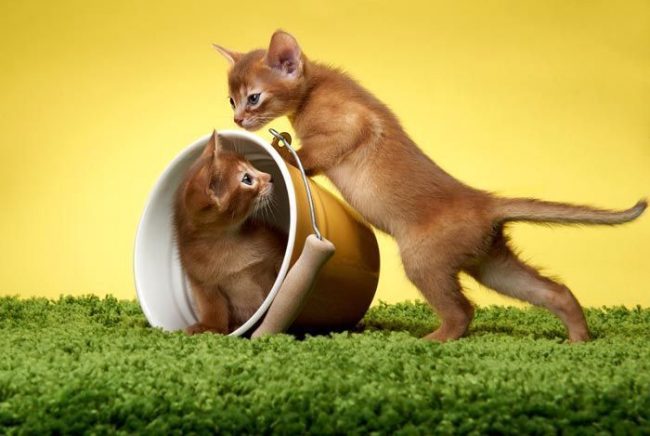 Chatons abyssins rouges ludiques