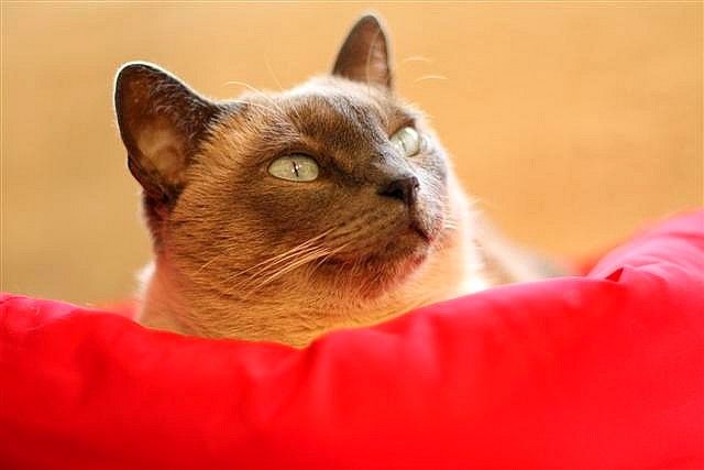 Les chats siamois rouges - une vraie rareté