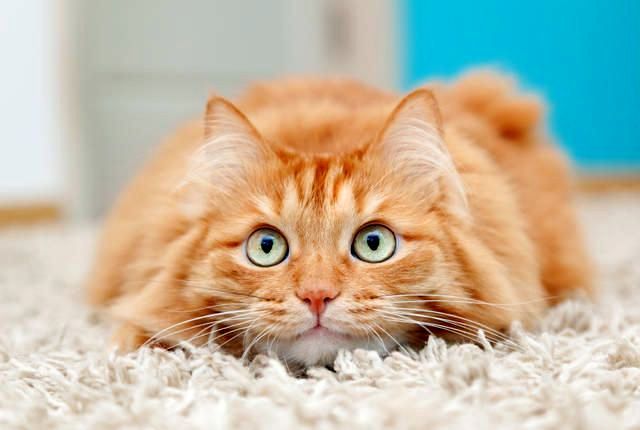 Les chats rouges, qu'ils aient ou non des super pouvoirs, donnent toujours la bonne humeur à tout le monde