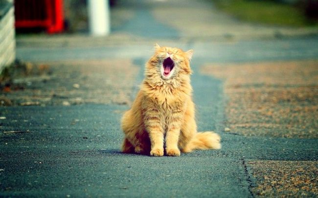Ginger spectateur