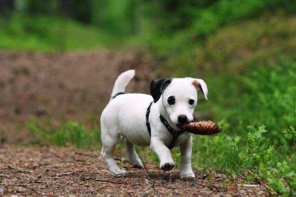 dressage chiot