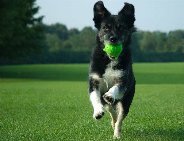 chiot et balle