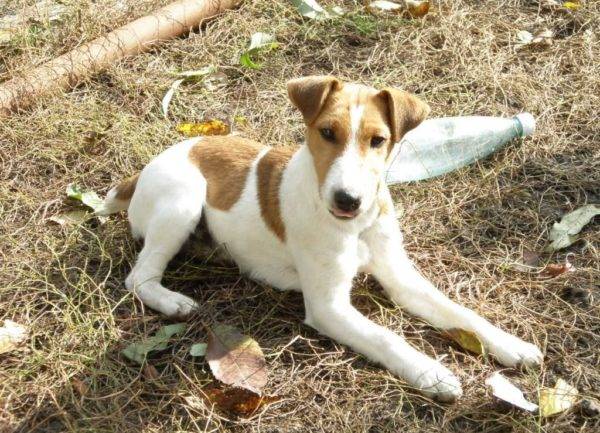 équipe de chiots à mentir