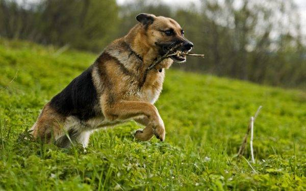 dressage de chiens adultes